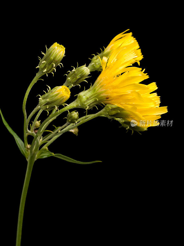 山柳菊(Hieracium umbellatum)